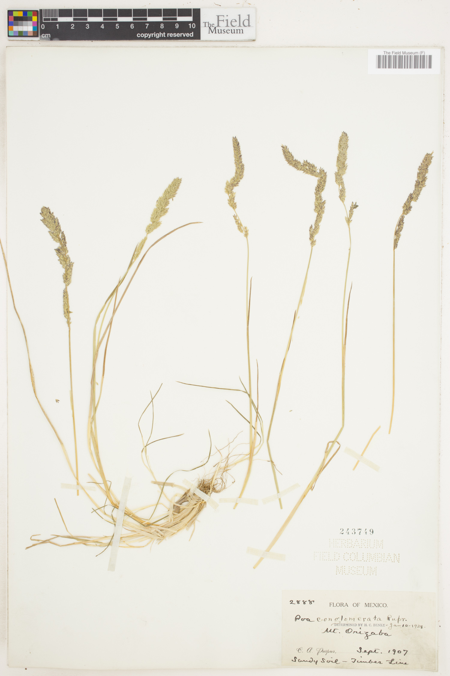 Poa conglomerata image