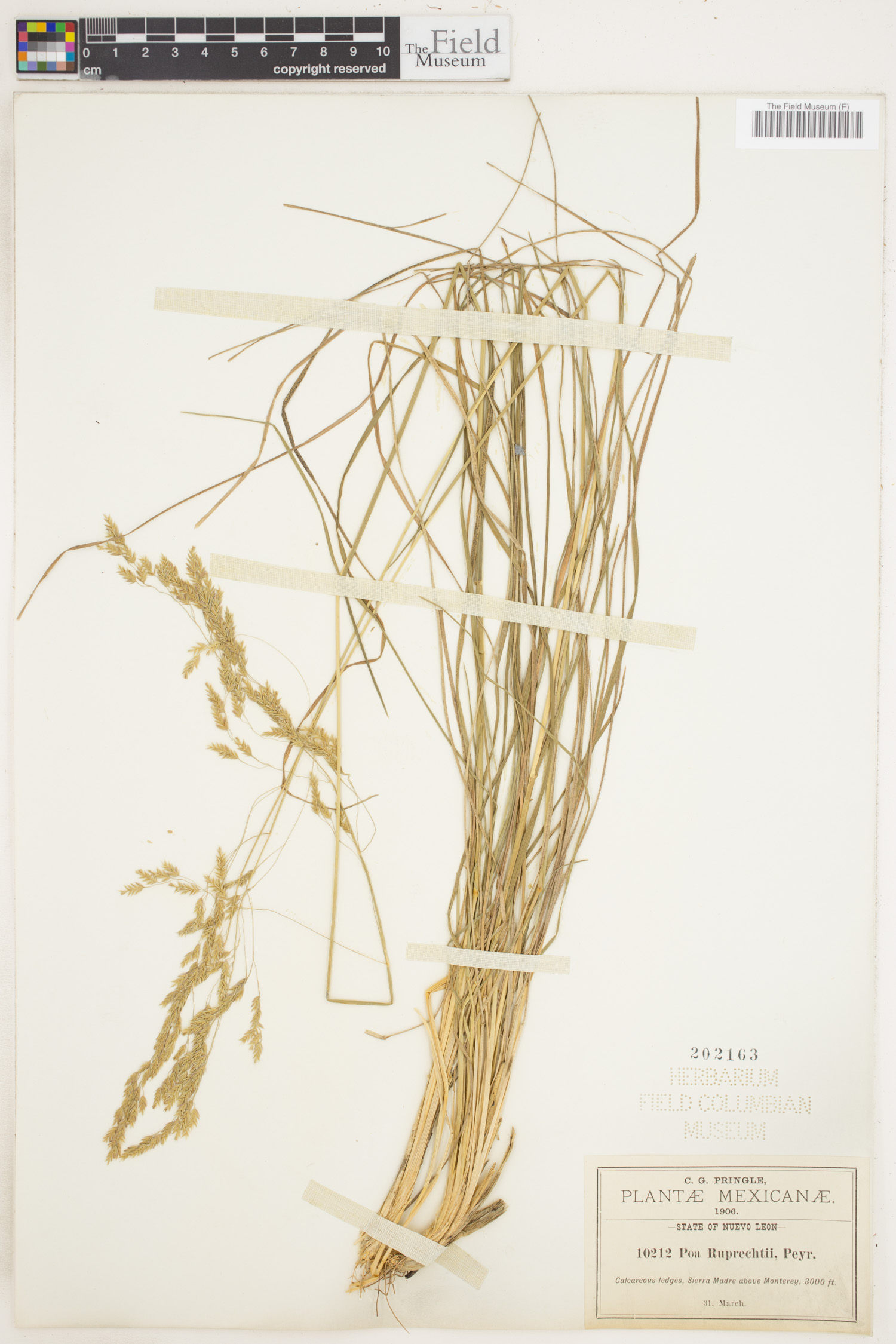 Poa ruprechtii image