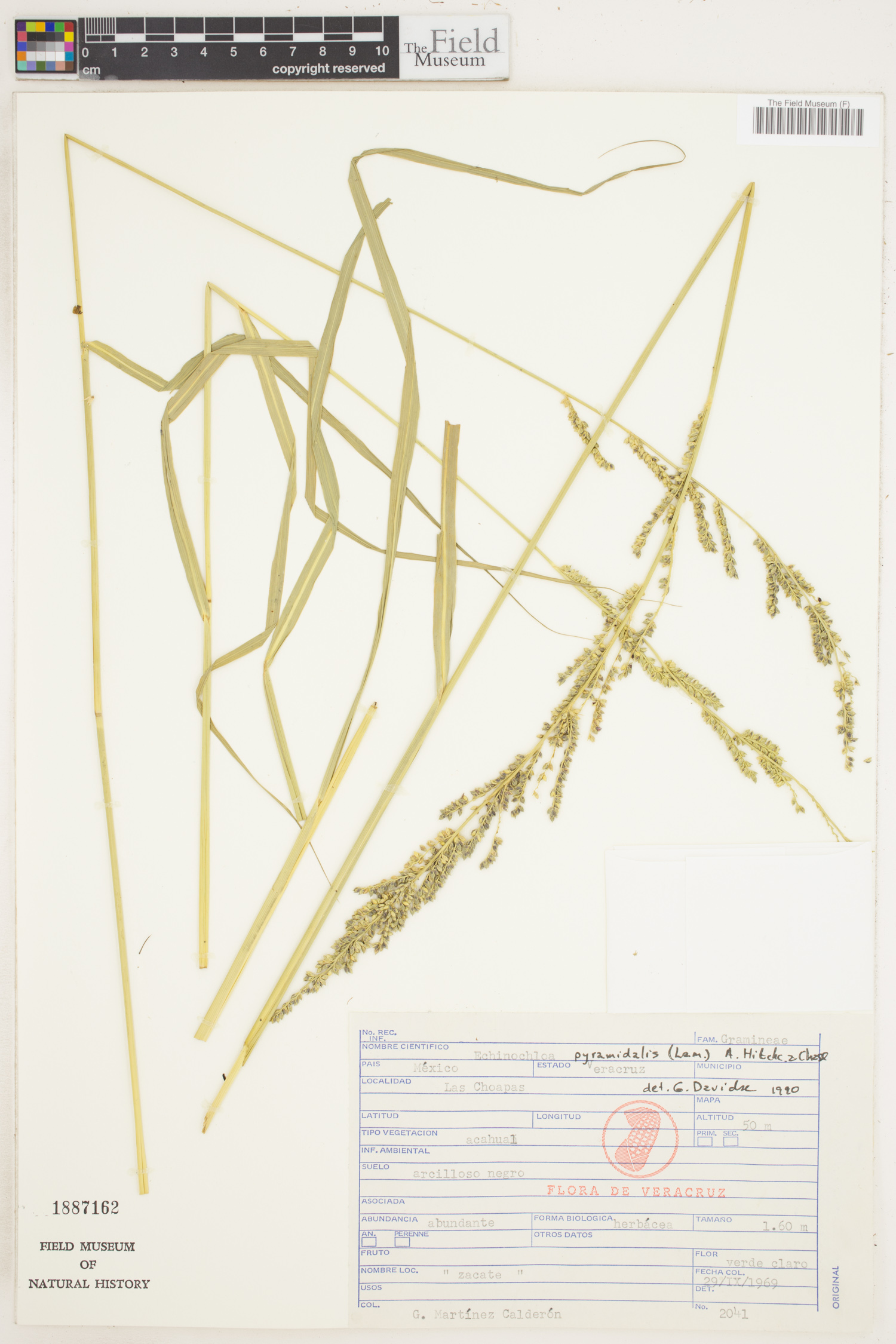Echinochloa pyramidalis image