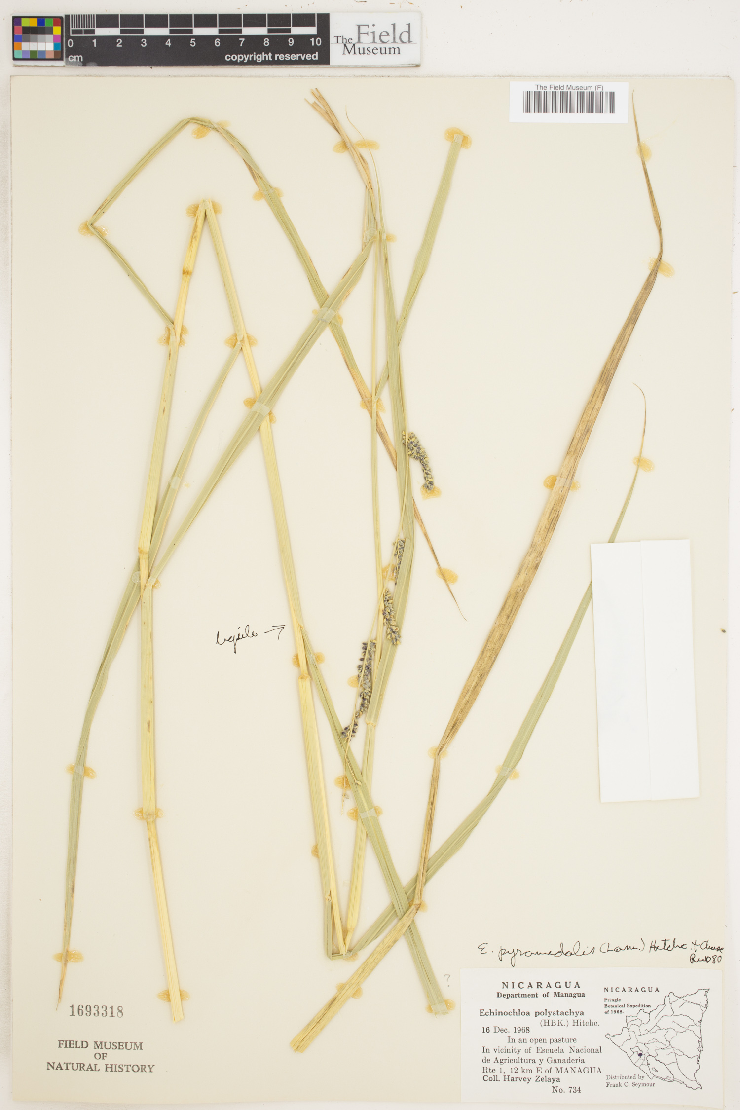 Echinochloa pyramidalis image