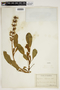 Lupinus diffusus image