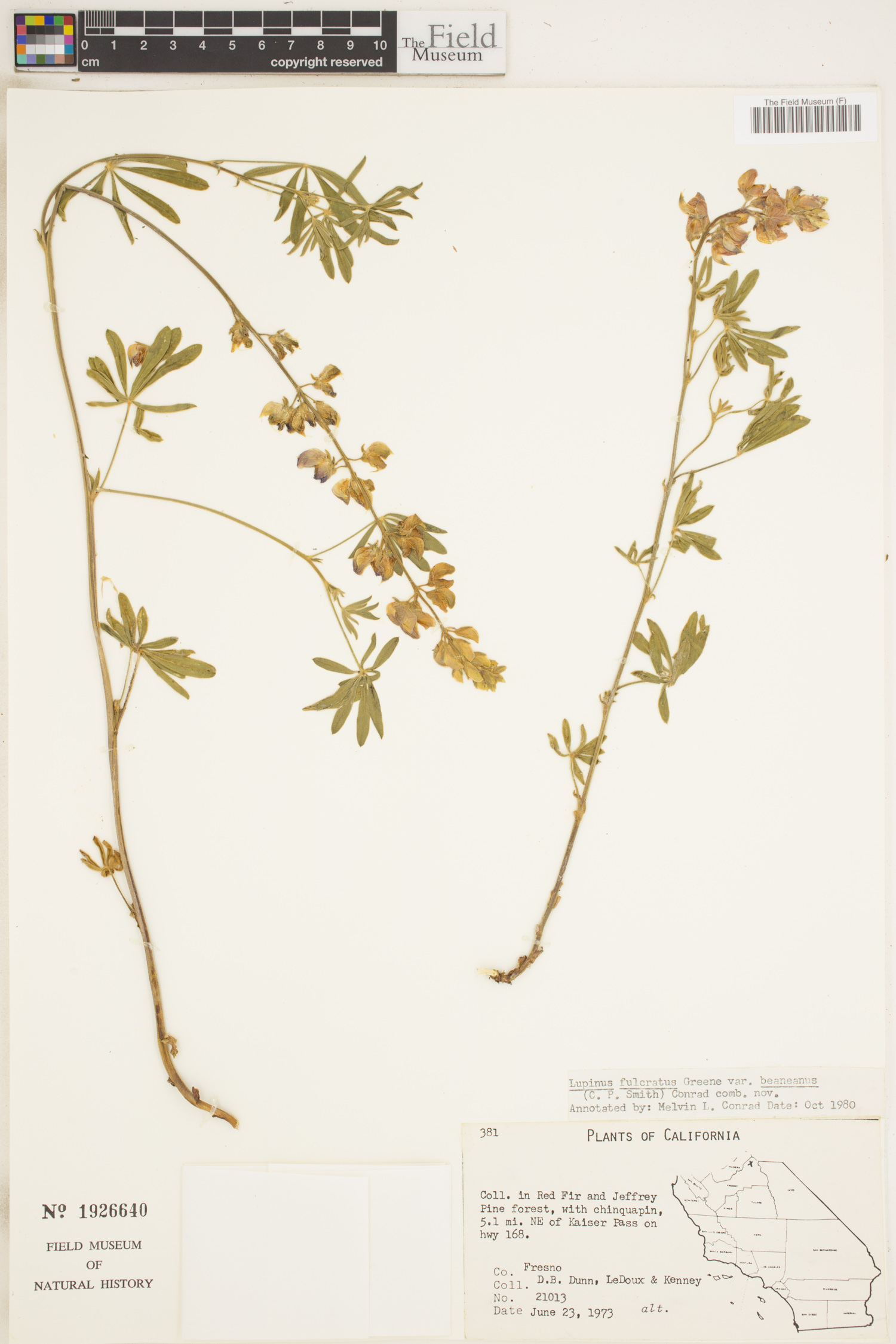 Lupinus fulcratus image
