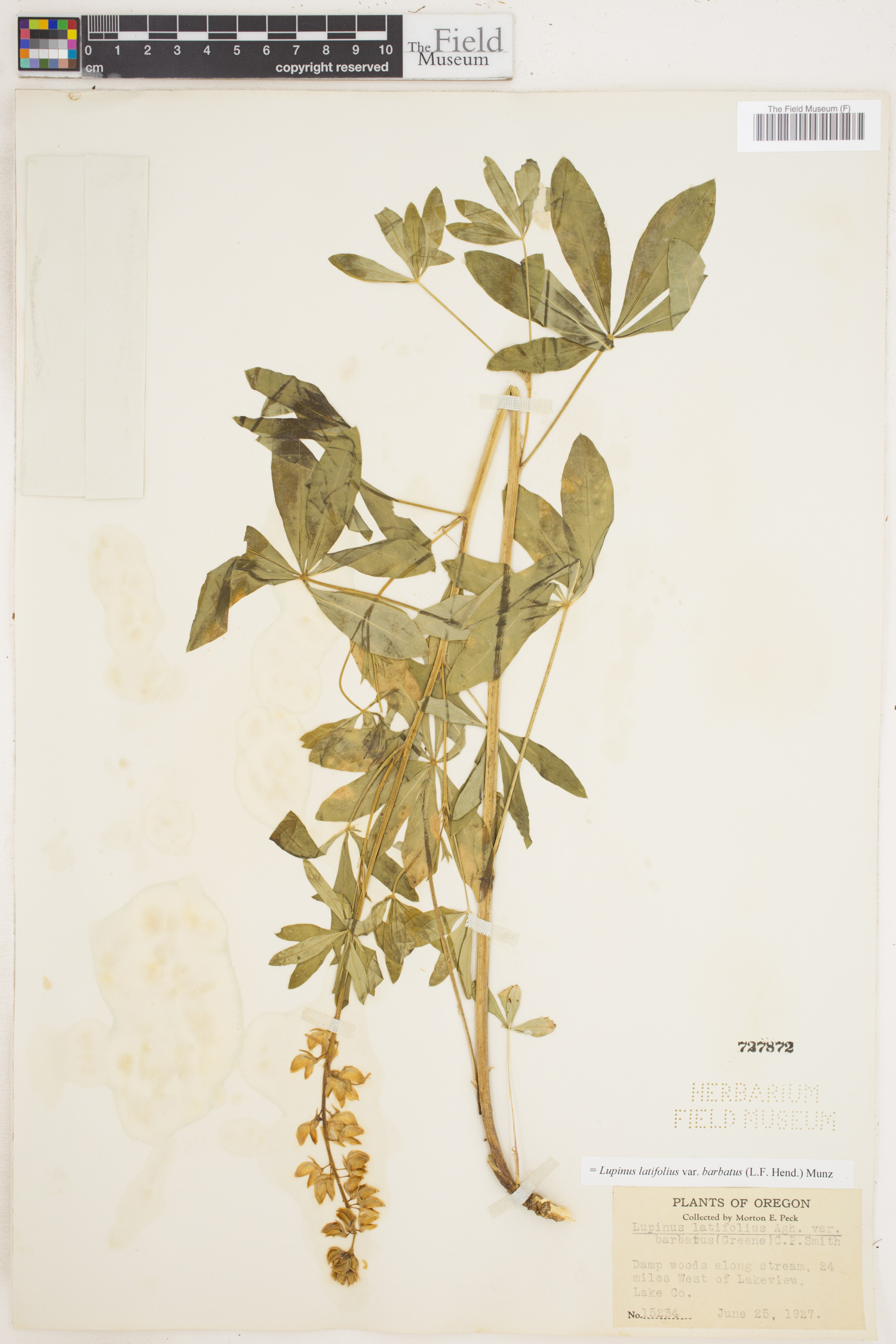 Lupinus latifolius var. barbatus image