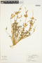 Lupinus nanus image