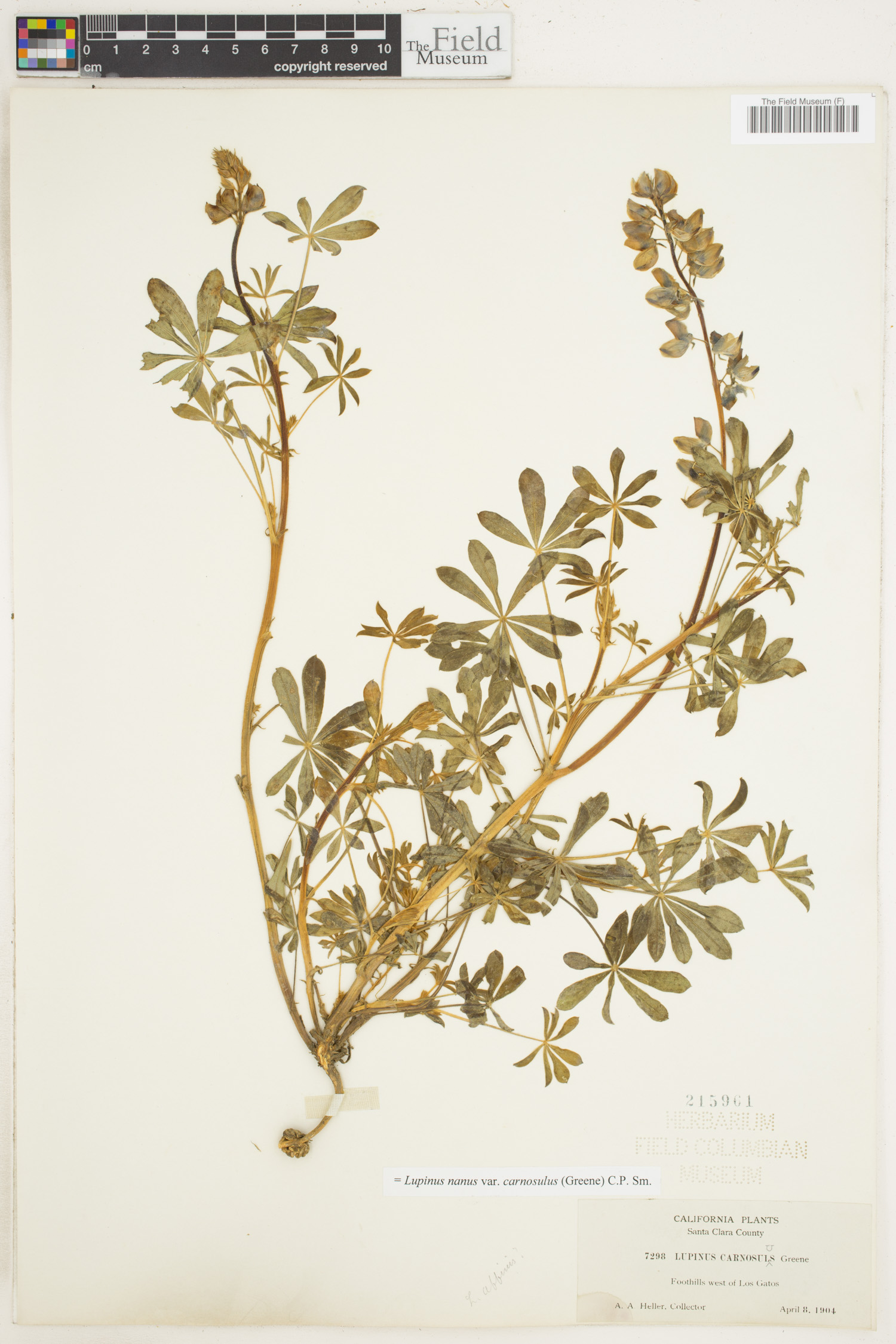 Lupinus nanus var. carnosulus image