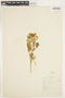Lupinus nanus image