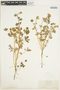 Lupinus nanus image