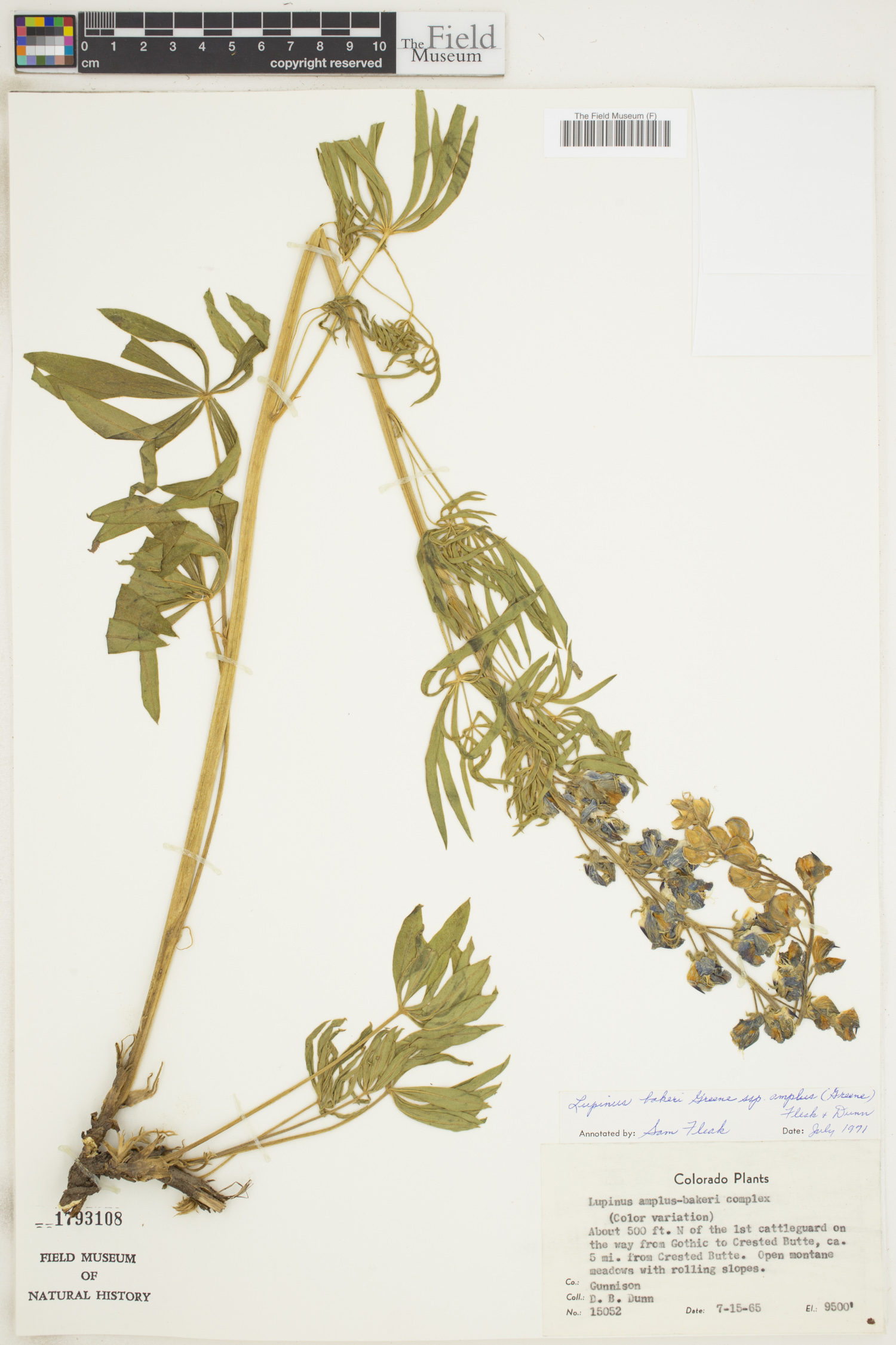 Lupinus bakeri image
