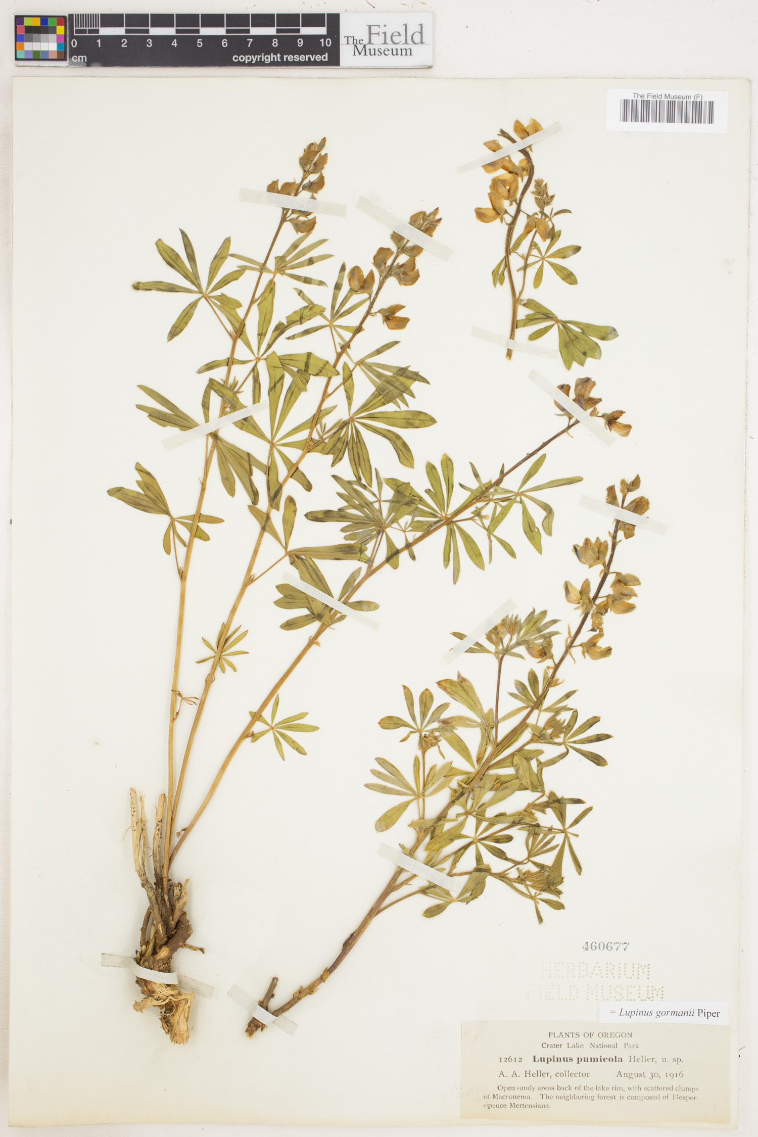 Lupinus gormanii image