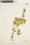 Lupinus mollis image