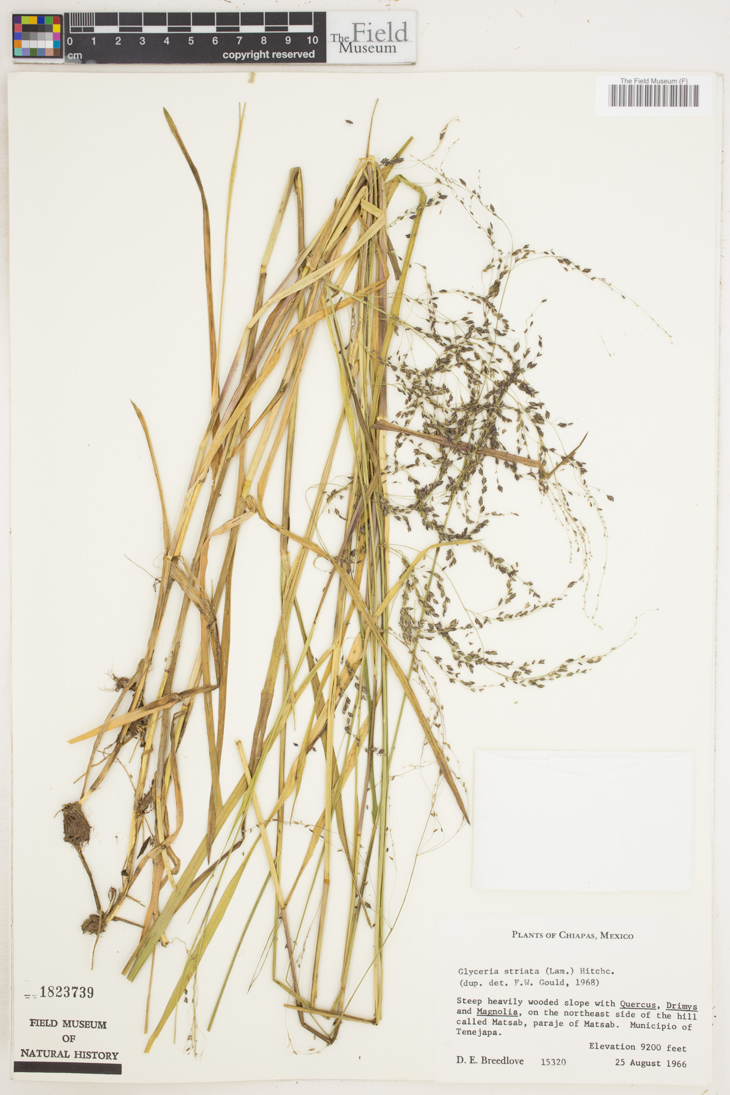 Glyceria striata image