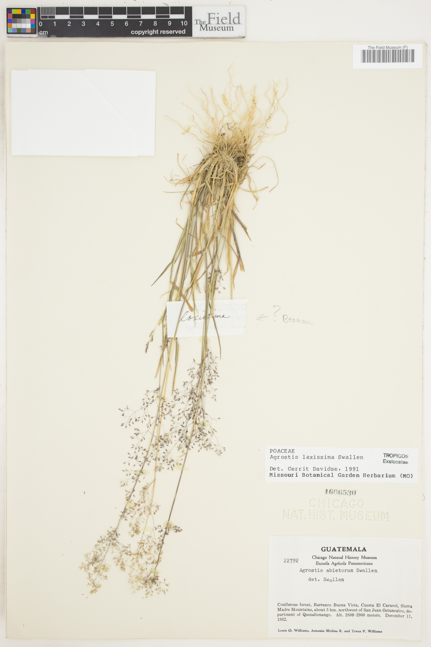 Agrostis laxissima image