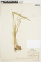 Agrostis tolucensis image