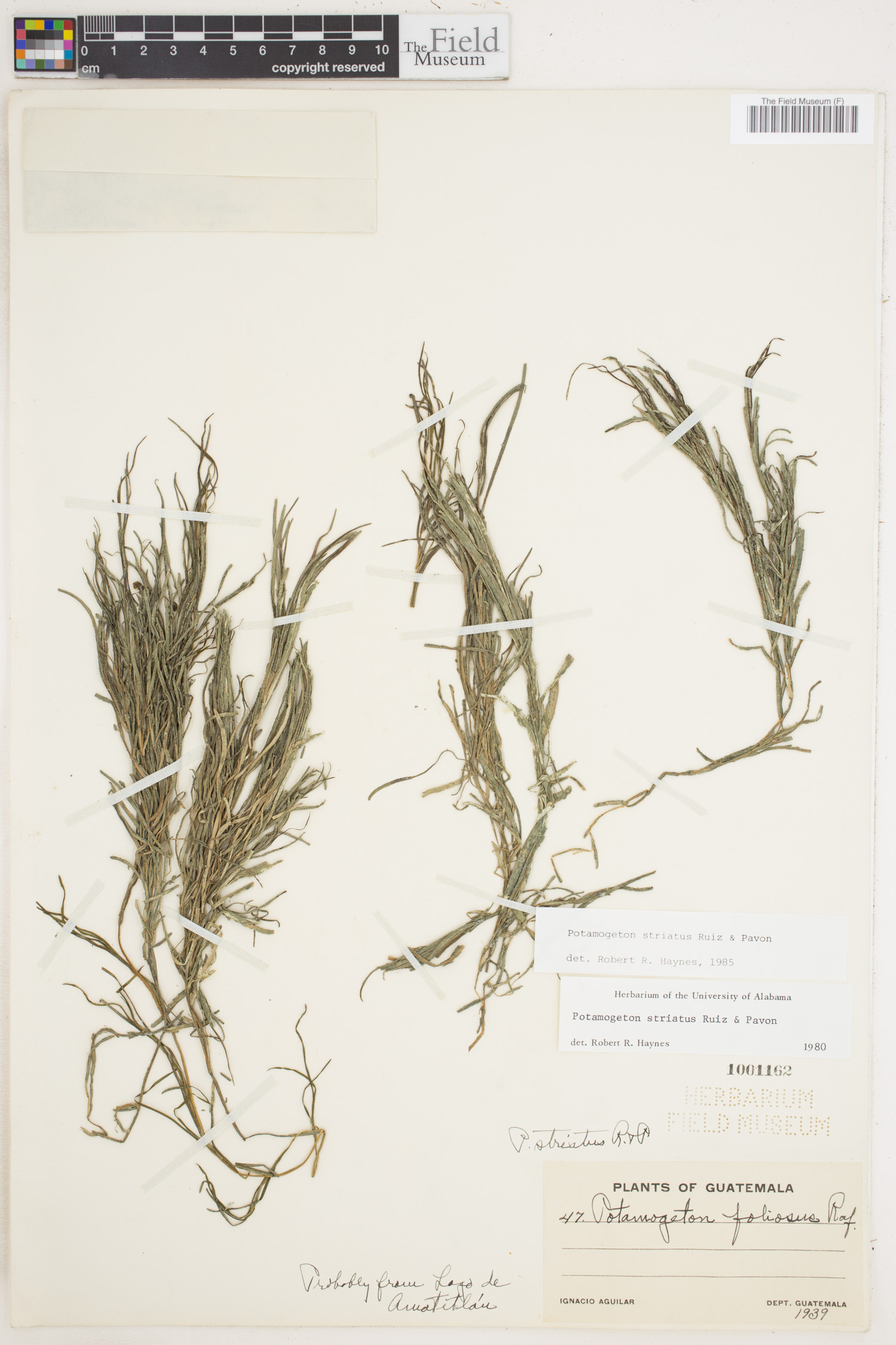 Stuckenia striatus image