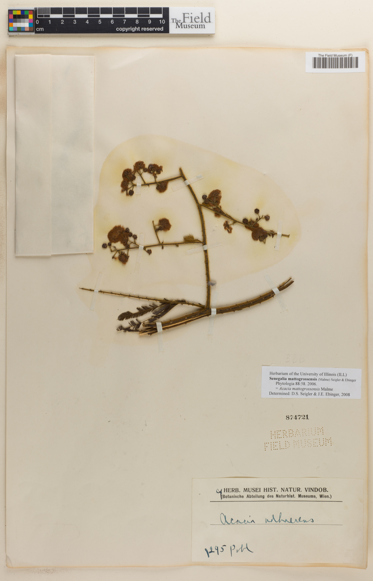 Senegalia mattogrossensis image