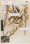 Salix lemmonii image