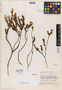 Comoliopsis coriacea image