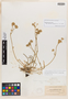 Horkelia argyrocoma image