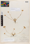 Horkelia argyrocoma image