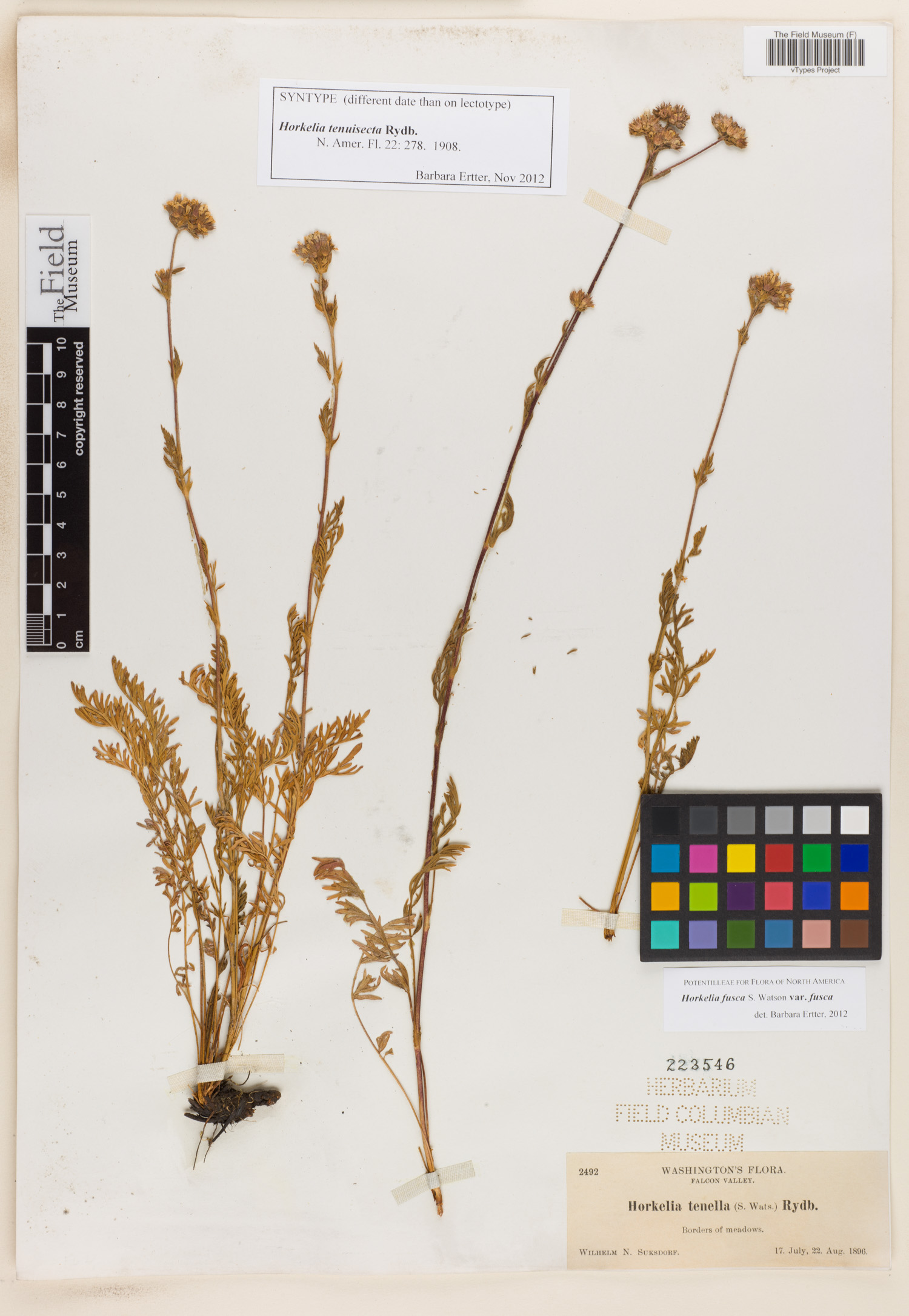 Potentilla douglasii image