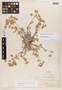 Horkelia argyrocoma image
