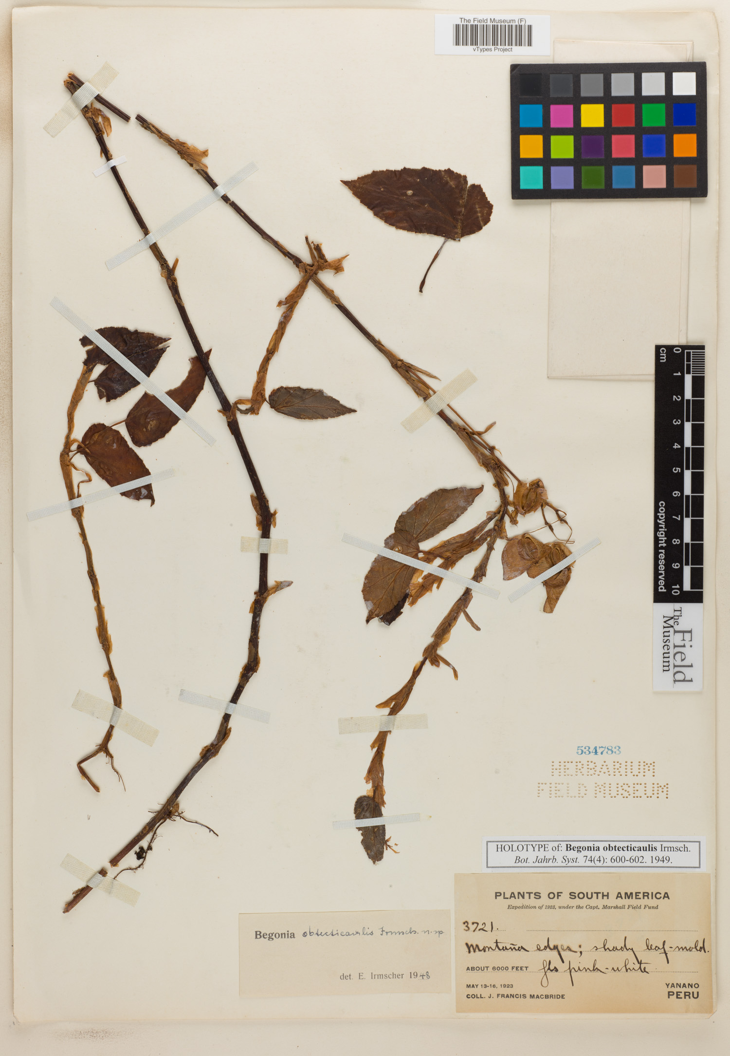 Begonia obtecticaulis image