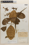 Prestonia rotundifolia image