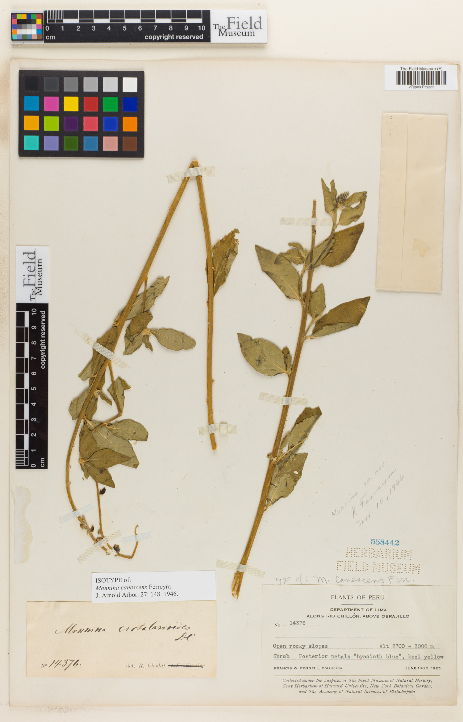 Monnina canescens image