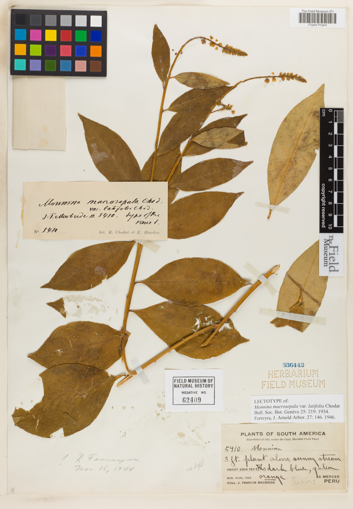 Monnina macrosepala var. latifolia image
