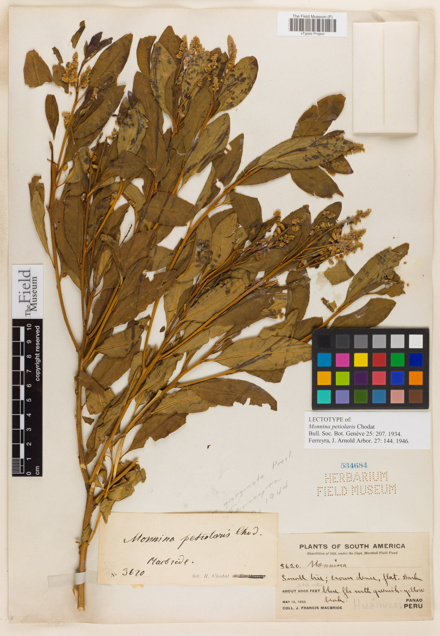 Monnina marginata image
