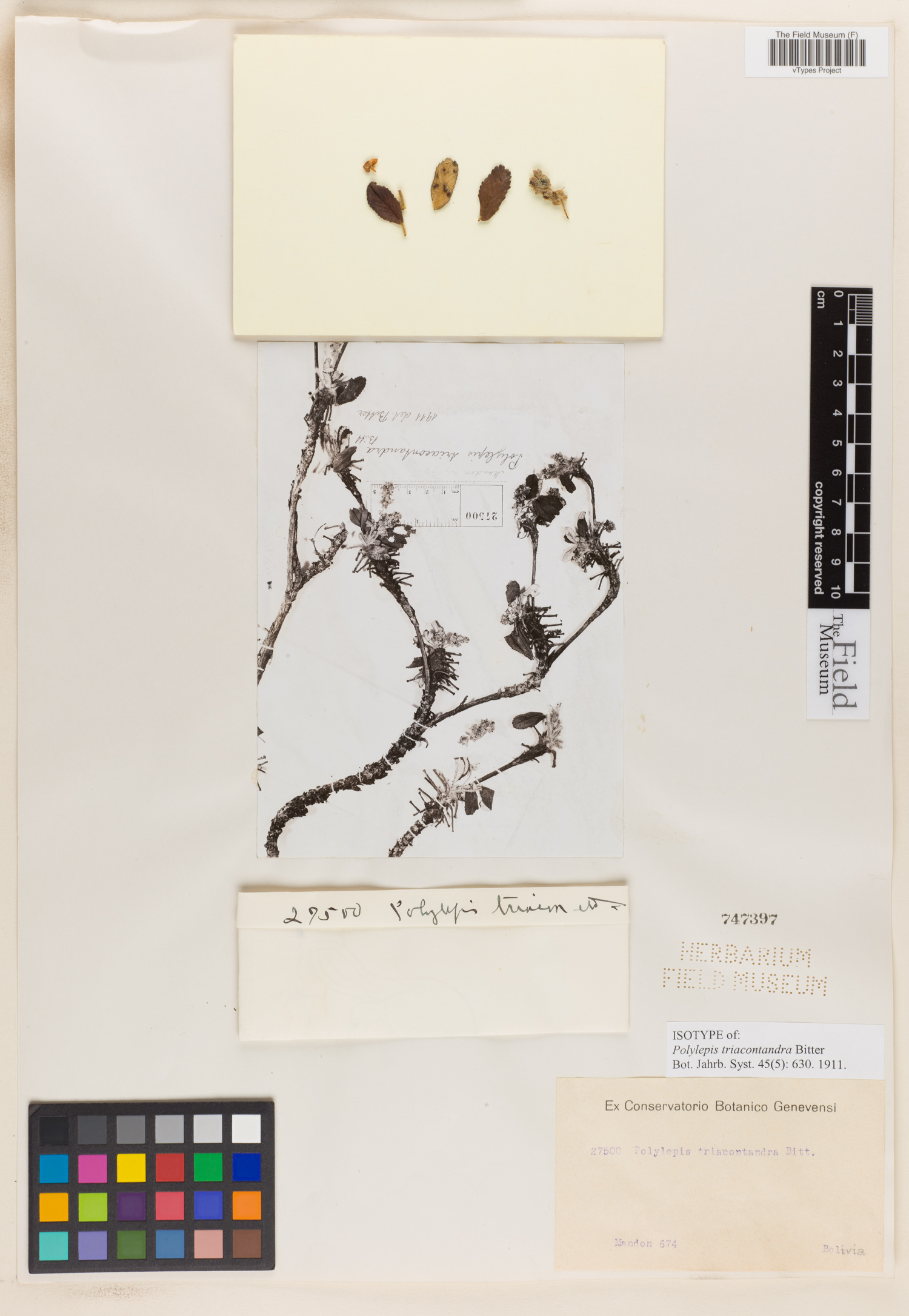 Polylepis triacontandra image