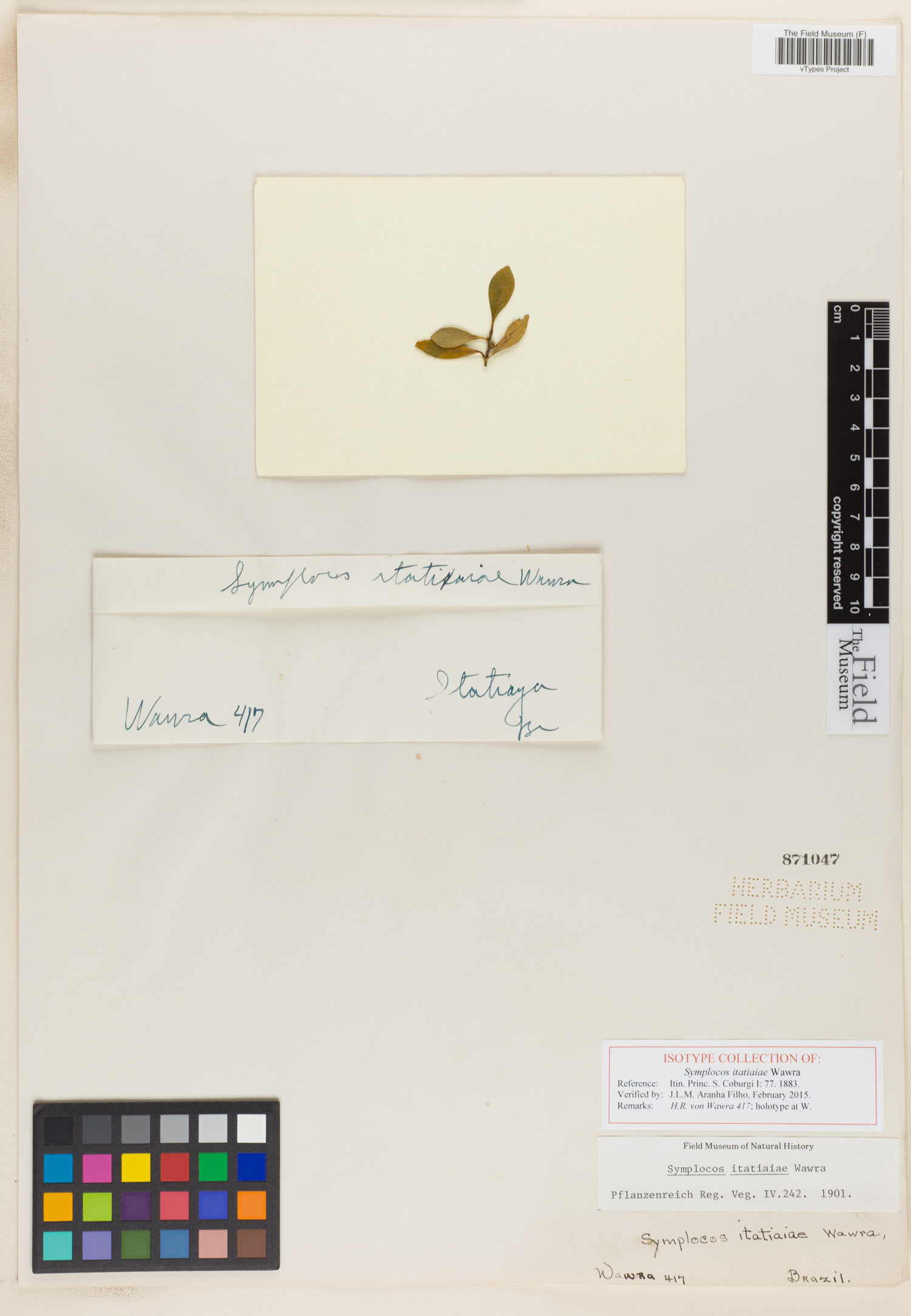 Symplocos itatiaiae image
