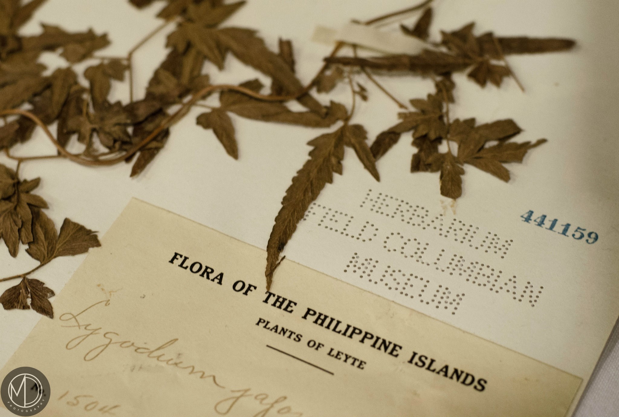 Close up of botanical specimens borrowed from the Botany collection for display. (c) Field Museum of Natural History - CC BY-NC 4.0