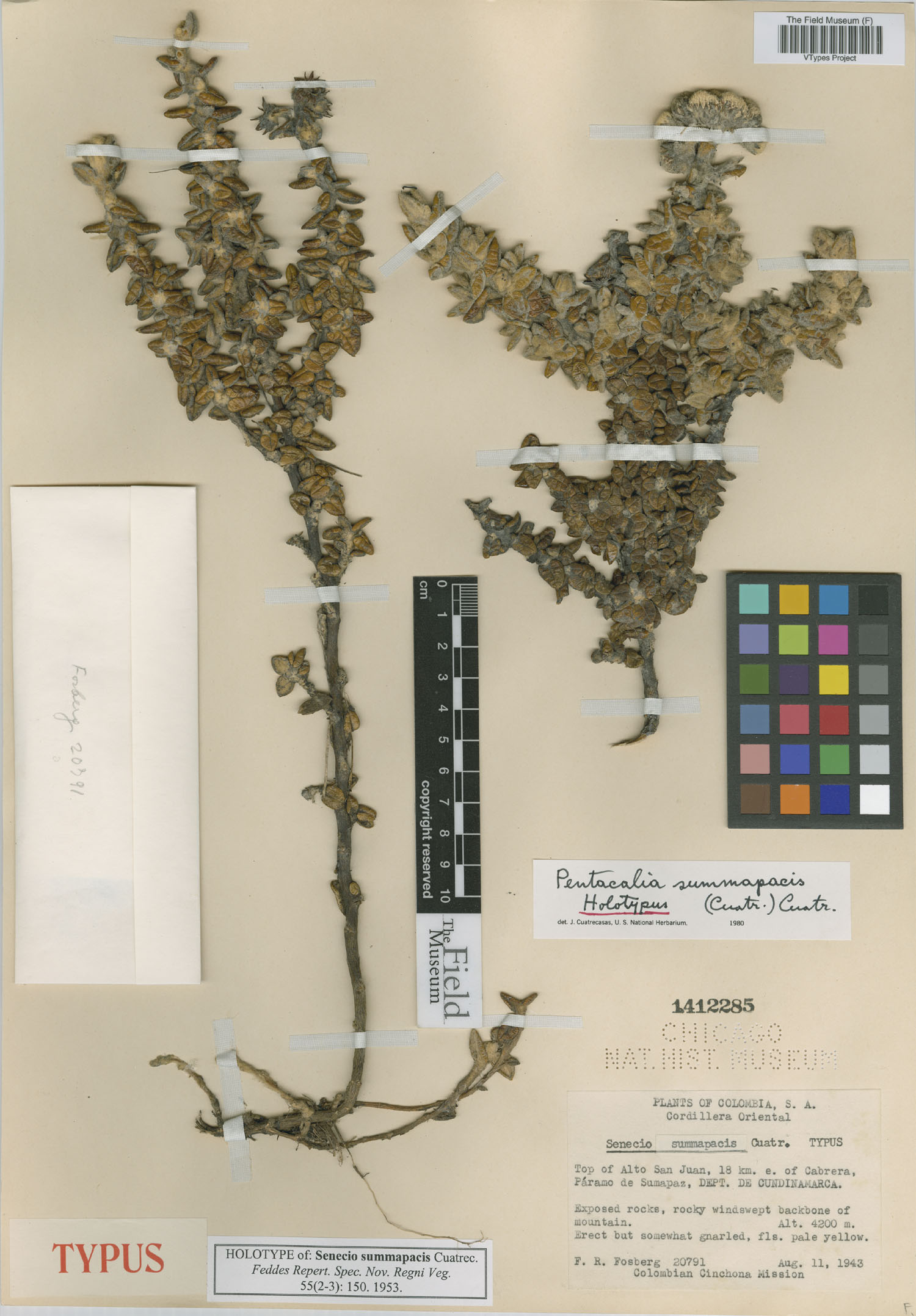 Monticalia summapacis image