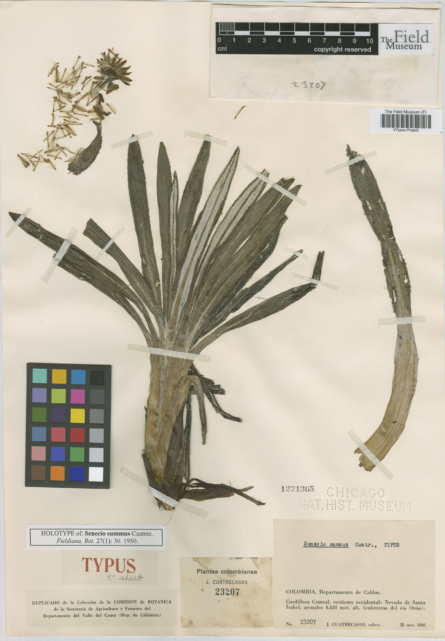 Senecio comosus var. culcitioides image