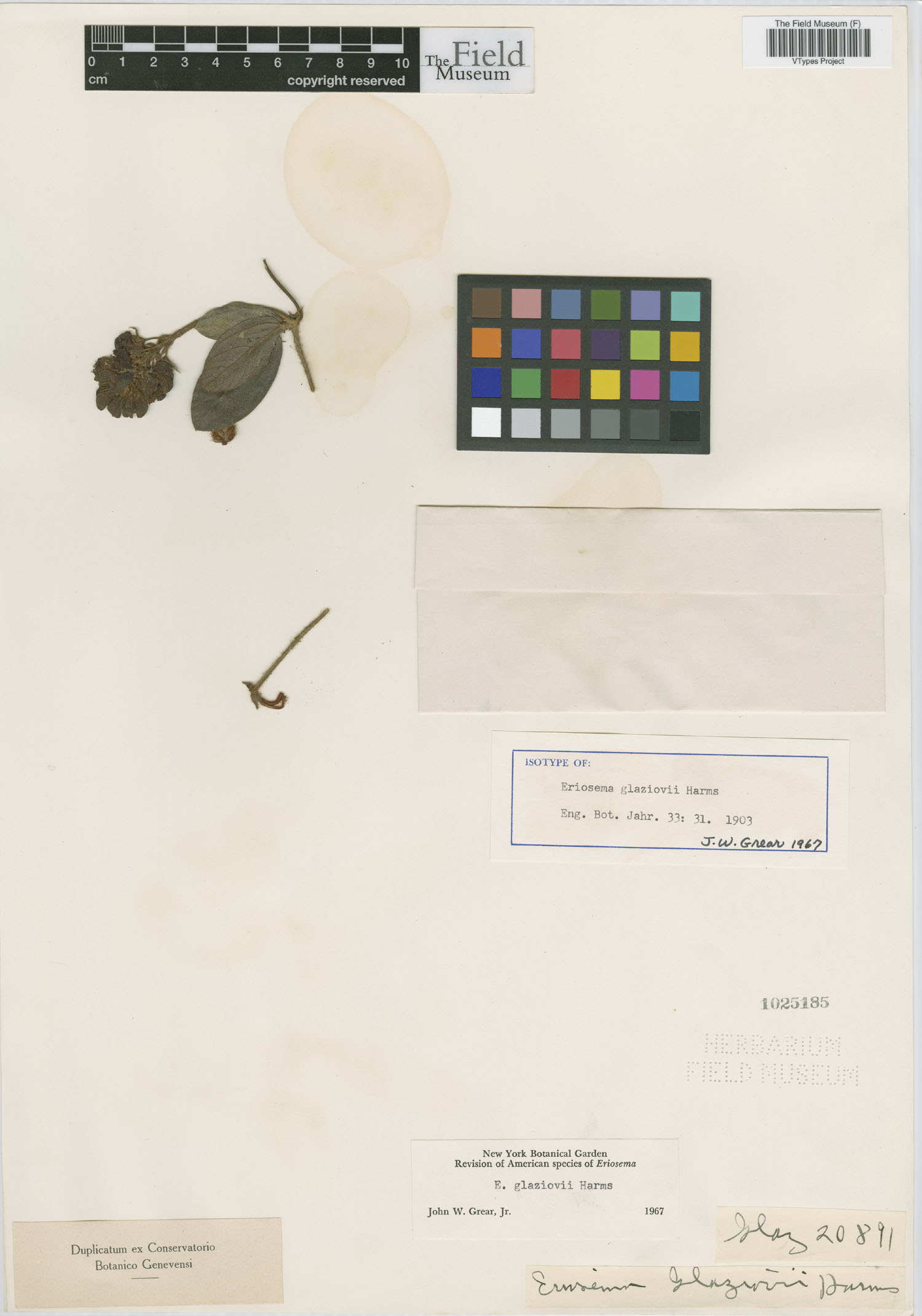Eriosema image