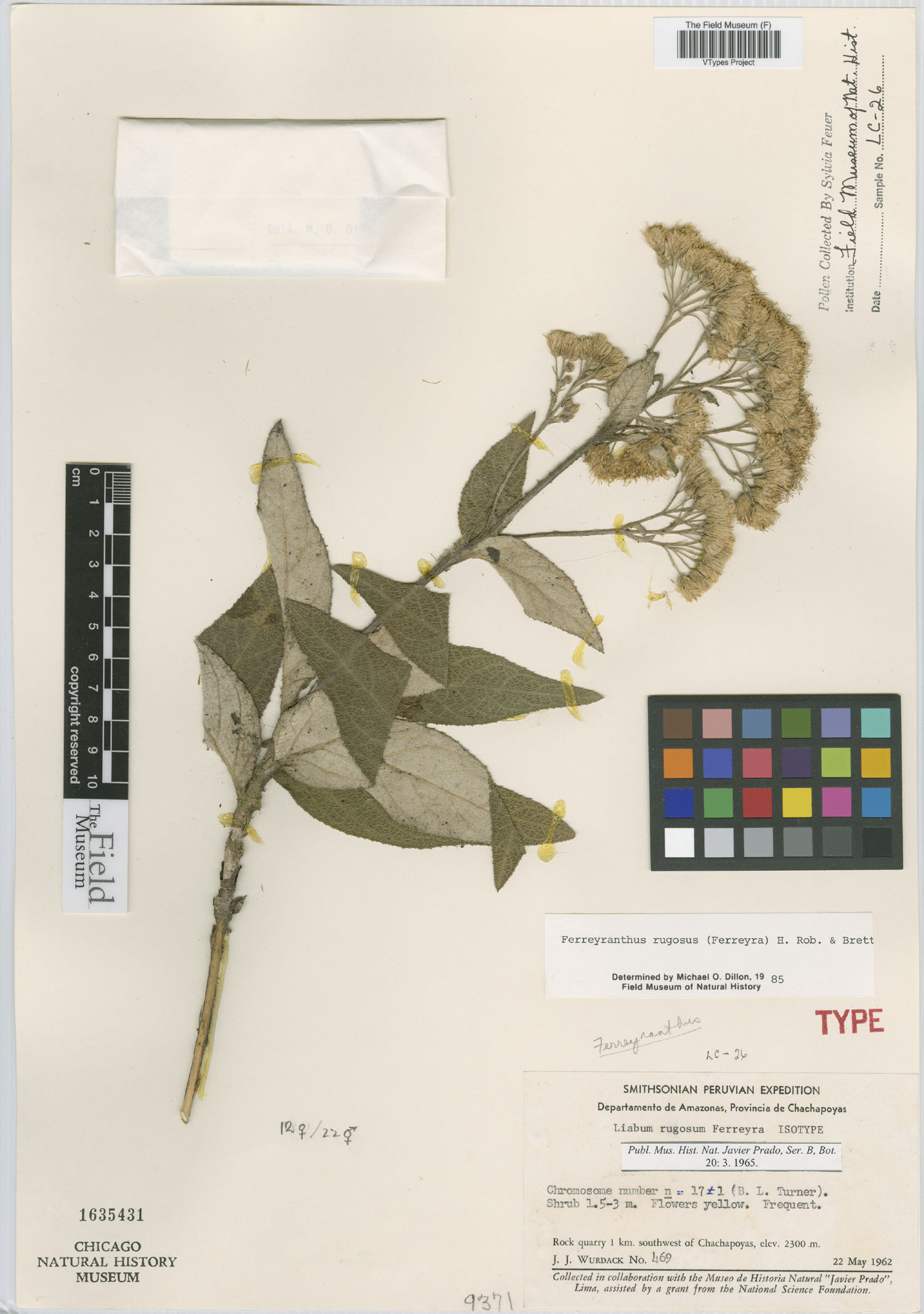 Ferreyranthus rugosus image