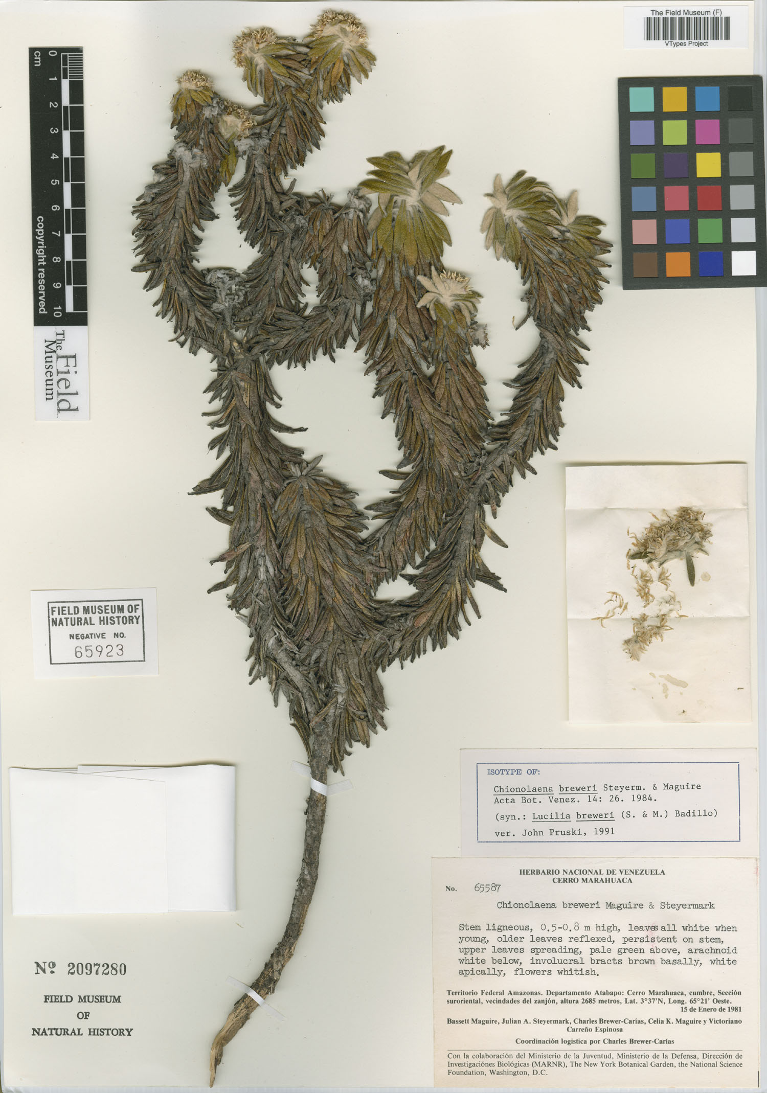 Chionolaena latifolia image