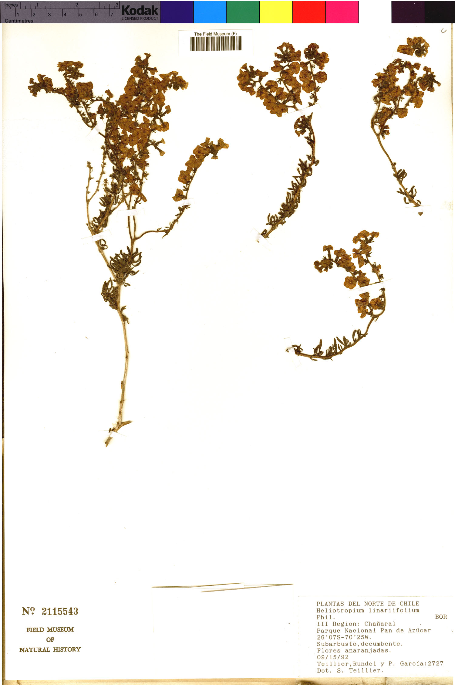 Heliotropium linariifolium image
