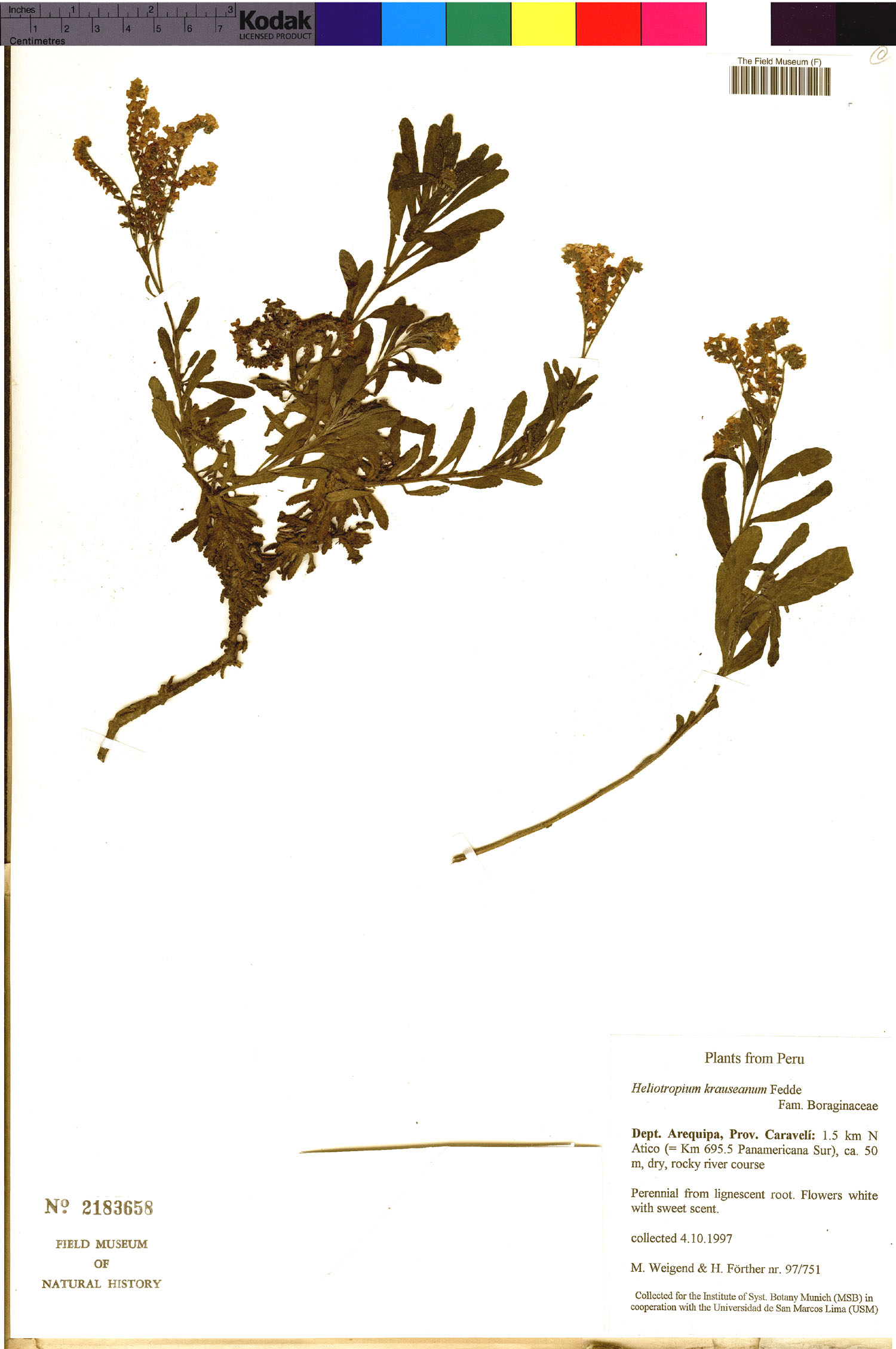 Heliotropium krauseanum image