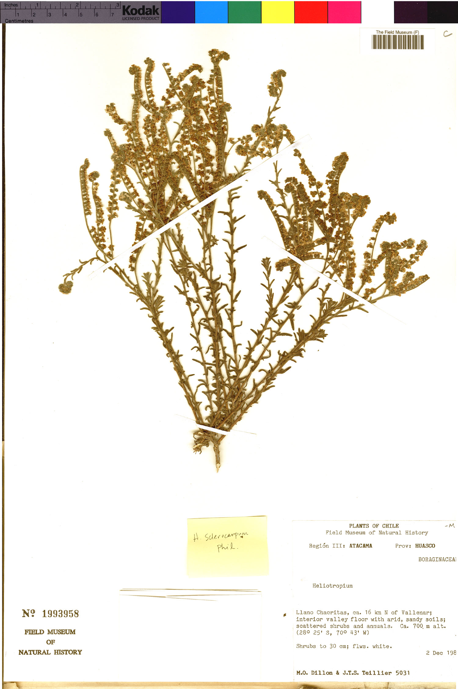 Heliotropium sclerocarpum image
