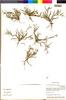 Pectocarya lateriflora image