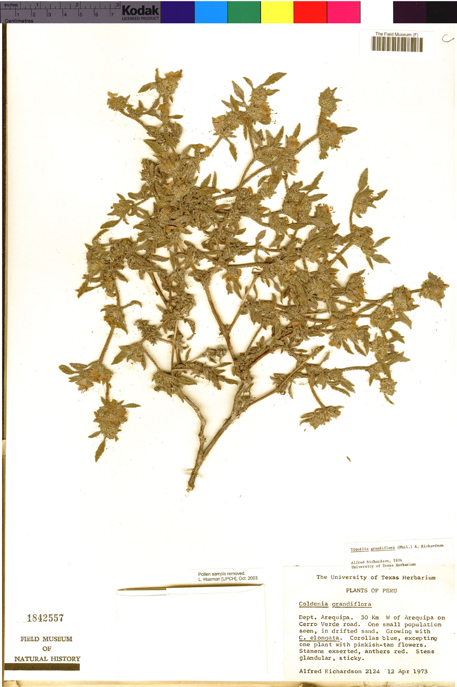 Tiquilia grandiflora image