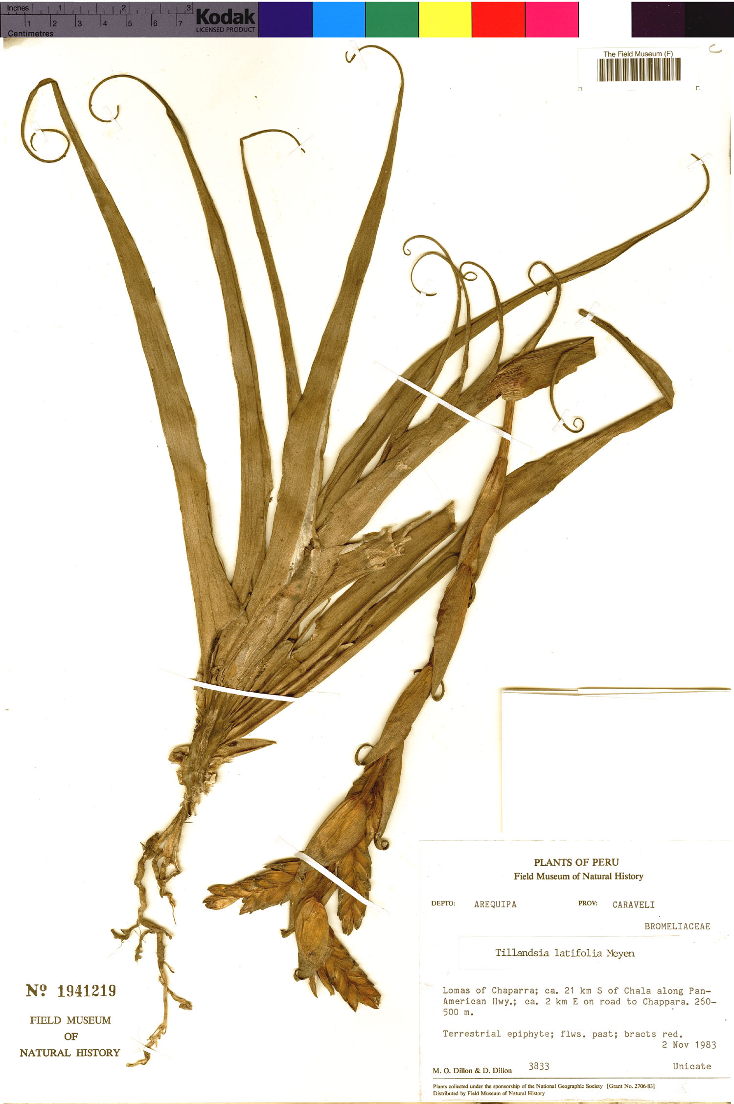 Tillandsia latifolia image