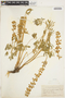 Lupinus sulphureus image