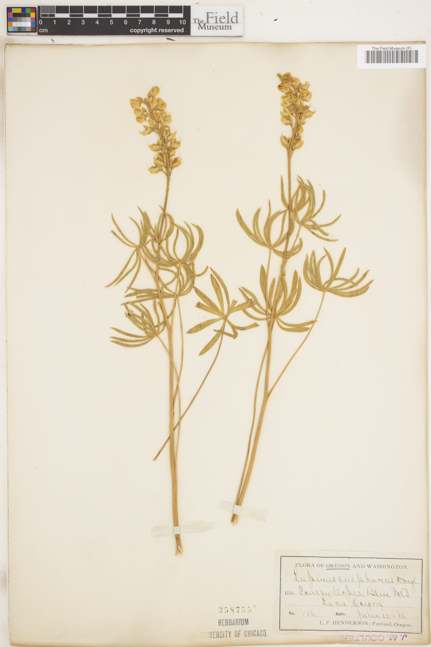 Lupinus sulphureus image