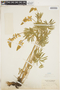 Lupinus sulphureus image