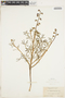 Lupinus truncatus image