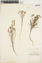 Lupinus truncatus image