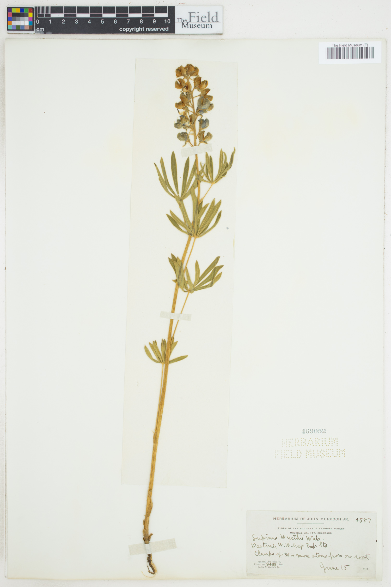 Lupinus wyethii image